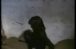 XXX سه جوجه لزبین در بالکن سكس اماراتي مخفي