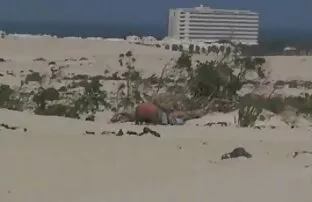 XXX دختر از بازدید افلام جنس مخفي از بازیگران پورنو لذت می برد