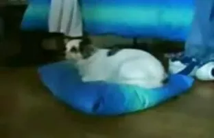 XXX پرستاران با یک عضو سرگرم کننده افلام سكس كام مخفي هستند